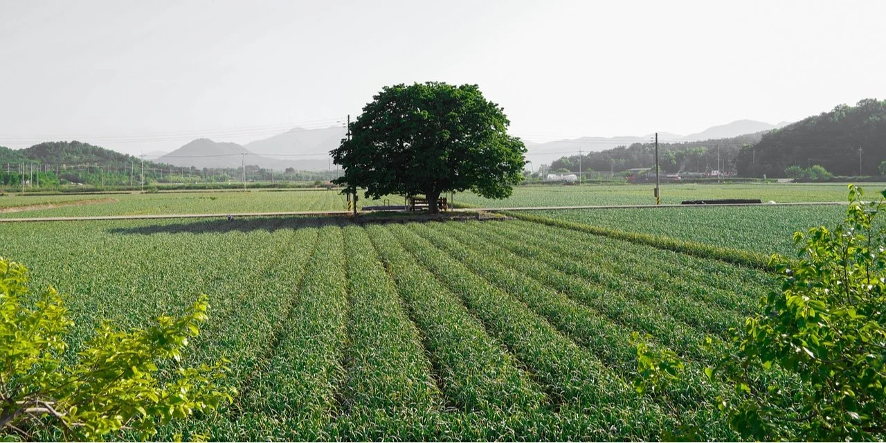 Стійка рентабельність та численні інші вигоди. В Україні вважають, що вирощування одного з зимових овочів має великі можливості.