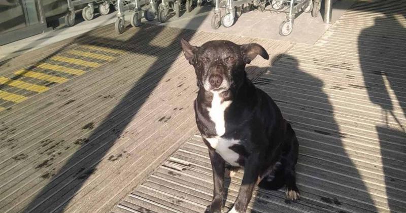 АТБ модернізує внутрішні процедури для підтримки тварин у холодну погоду.