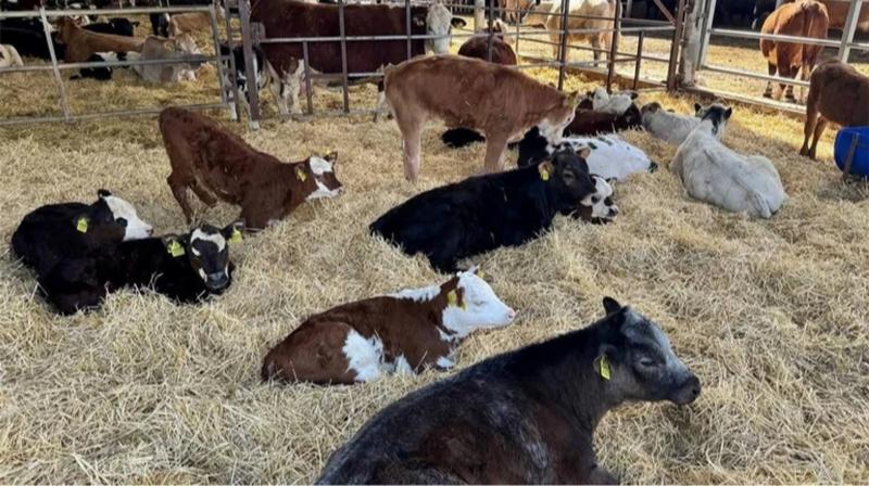 Фірма, що належить народному депутату Лабазюку, здійснить зведення тваринницького комплексу у Хмельницькій області.