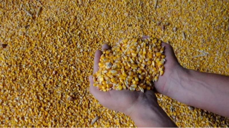 У 2025 році Туреччина посіла перше місце серед країн-імпортерів української кукурудзи.