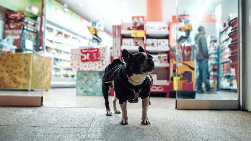 Внесення тварин до магазинів та кафе: власників чотирилапих друзів чекають нововведення.