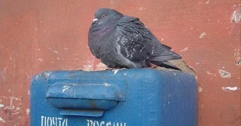 Від оперативних перевезень до підвищення вартості: яким чином Росія планує підтримати державну поштову службу за рахунок приватного сектора.