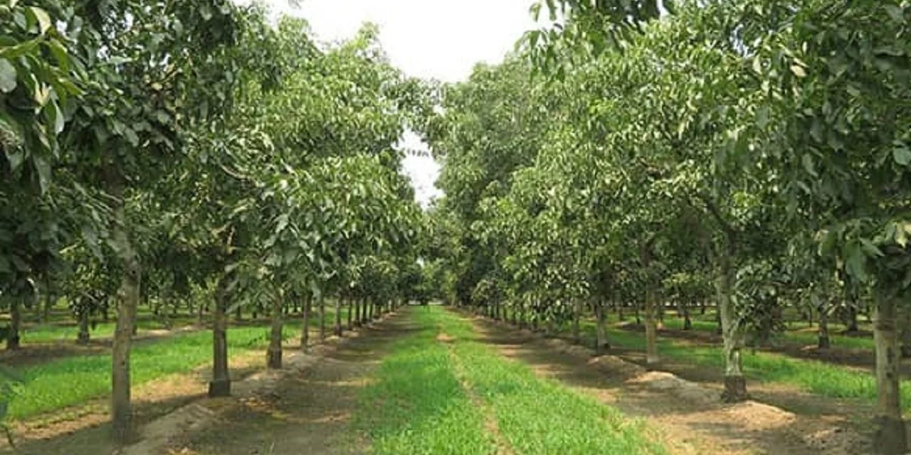 Експорт зазнав значного падіння. Україна втрачає позиції одного з провідних світових постачальників прибуткових садових культур.