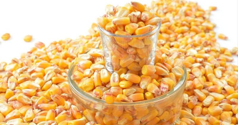 У цьому сезоні Україна має можливість підвищити експорт кукурудзи на 8,3%, згідно з інформацією від УКАБ.