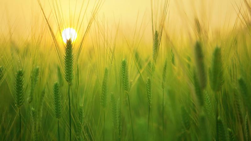 Незважаючи на війну, український агробізнес володіє перевагами, які сприяють його стабільності, згідно з дослідженням Agrohub.