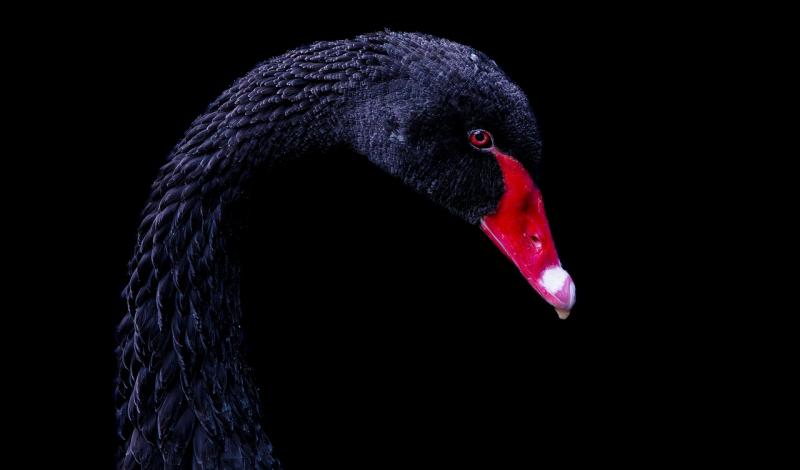 Сірі лебеді штучного інтелекту: три загрози, які можуть підірвати AI-революцію.