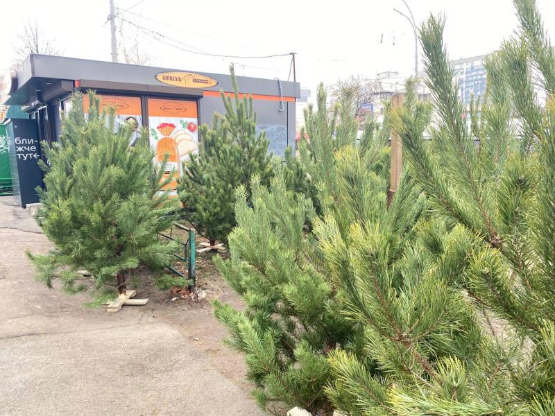 У Києві розпочинається новорічний ажіотаж: де придбати ялинку для святкування 2026 року та як уникнути шахраїв.