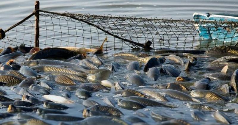 Електронне декларування риболовлі: основні вигоди для бізнесу -- Delo.ua