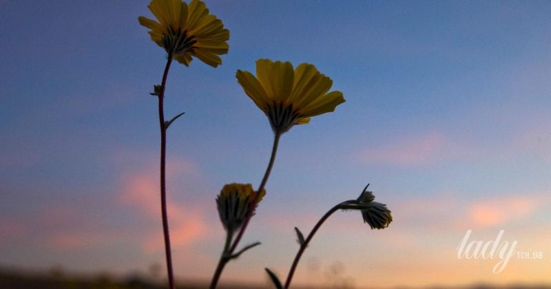 Які передбачення зірок: астрологічний прогноз на період з 23 по 29 березня 2026 року.