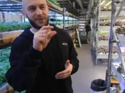 Інженер з Києва розробив інноваційну безґрунтову ферму в багатоповерховому будинку.