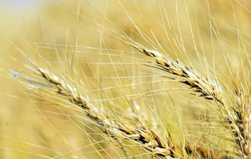 В Росії виникли труднощі зHarvesting: ціни різко зросли, а логістичні системи зазнали збою.