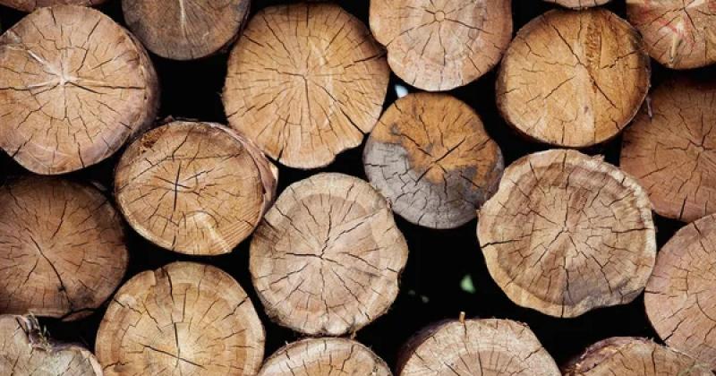 Додаткові 1,5 мільйона кубометрів деревини: Уряд України полегшив вимоги для деревообробних підприємств -- Delo.ua